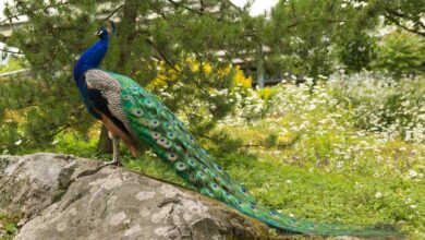 gozdarstvo turnisce prevzelo nekdanje vzrejalisce v beltincih 69da9a43072bf 1775934019