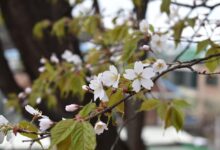 hanami v kocevju cvetoce cesnje in japonska kultura zdruzeni video 69f0cb986d6f1 1777388440
