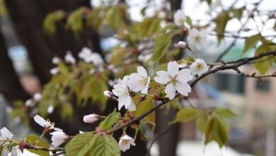 hanami v kocevju cvetoce cesnje in japonska kultura zdruzeni video 69f0cb986d6f1 1777388440