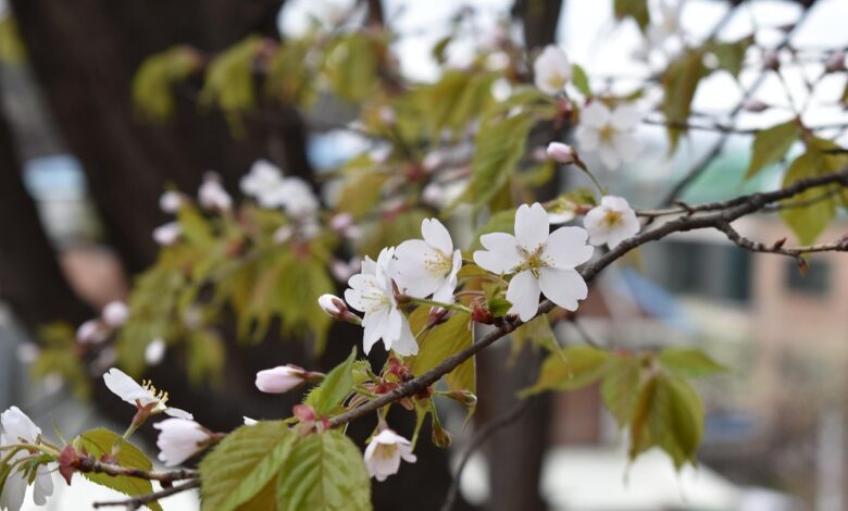 hanami v kocevju cvetoce cesnje in japonska kultura zdruzeni video 69f0cb986d6f1 1777388440