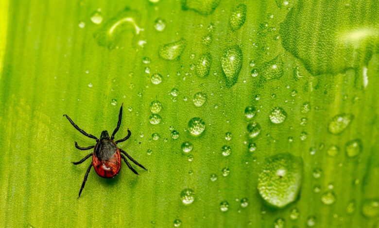 kako pravilno odstraniti klopa in se zascititi pred boleznimi 69ede2347203e 1777197620