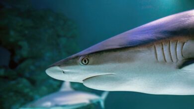 mladi surfer pobegnil napadu morskega psa v juzni avstraliji foto 69d4d5b385d52 1775556019