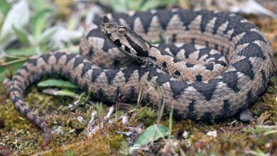 modrasi na piramidi sprehajalci v mariboru v skrbeh zaradi kac 69db6d34bae15 1775988020