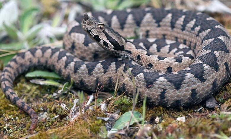 modrasi na piramidi sprehajalci v mariboru v skrbeh zaradi kac 69db6d34bae15 1775988020