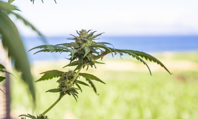 neprijetno presenecenje na dogodku v kamniku piskoti z marihuano 69e89c31d78bb 1776852017