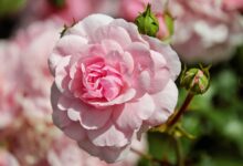 nova gorica vabi na 21 festival vrtnic cvetlice in poezija foto 69ee0c5c05a41 1777208412