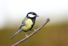 nove raziskave razkrivajo ali so vetrne elektrarne manj nevarne za ptice 69e50a18acd7c 1776618008