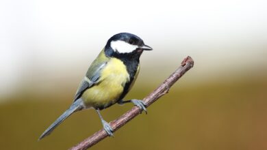 nove raziskave razkrivajo ali so vetrne elektrarne manj nevarne za ptice 69e50a18acd7c 1776618008