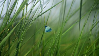 odpadki se vedno izziv za zelene straze na os otocec 69e9b58465a80 1776924036