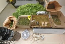 policija na vicu razkrila skrivnostno konopljino pridelavo 69e0b32f6c6db 1776333615