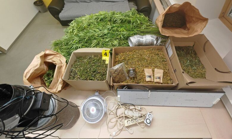 Policija na Viču razkrila skrivnostno konopljino pridelavo 1 policija na vicu razkrila skrivnostno konopljino pridelavo 69e0b32f6c6db 1776333615