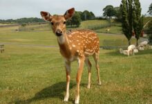 povecanje trkov z divjadjo na slovenskih cestah kako ukrepati 69e1e8897fa5d 1776412809