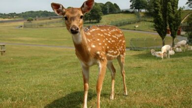 povecanje trkov z divjadjo na slovenskih cestah kako ukrepati 69e1e8897fa5d 1776412809