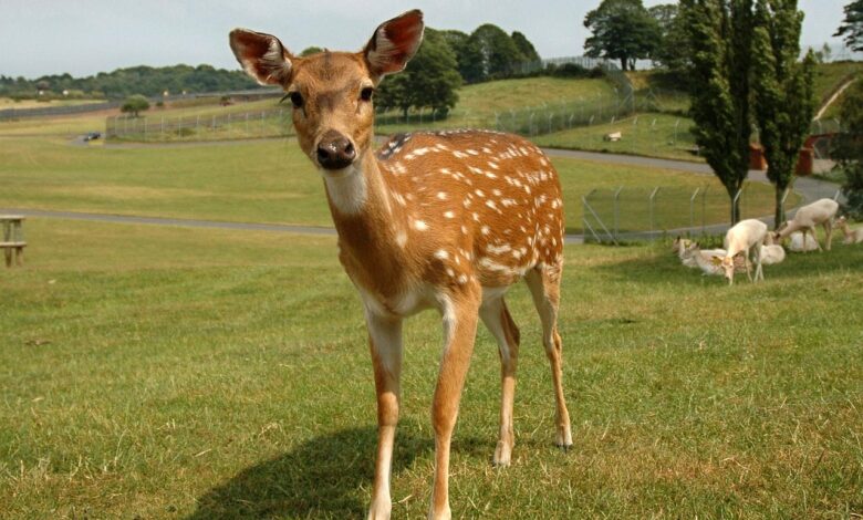 povecanje trkov z divjadjo na slovenskih cestah kako ukrepati 69e1e8897fa5d 1776412809