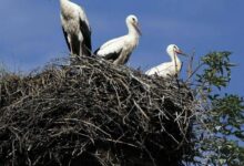 projekt gucimo prekmursko narecje kot nova turisticna atrakcija foto 69f37c99291c9 1777564825