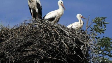 projekt gucimo prekmursko narecje kot nova turisticna atrakcija foto 69f37c99291c9 1777564825