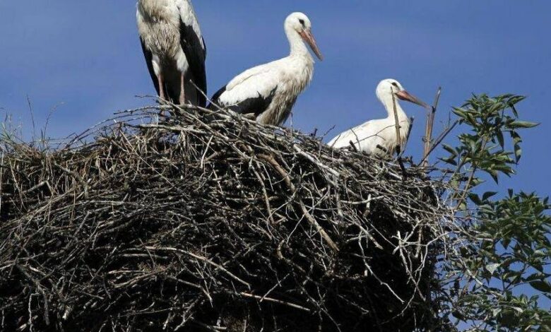 projekt gucimo prekmursko narecje kot nova turisticna atrakcija foto 69f37c99291c9 1777564825