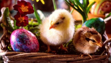 sin v sevnici v napetem dvoboju premagal oceta v sekanju pirhov 69d26afa0061b 1775397626