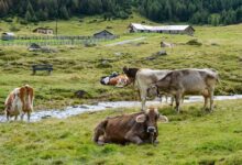 slovenija na prehodu upad kmetijstva rast ekoloskih kmetij 69e4dff6d0a7e 1776607222