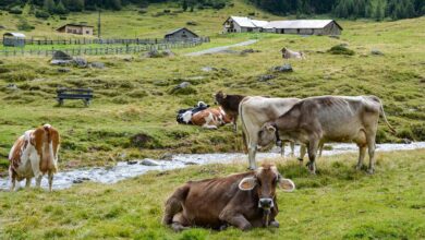 slovenija na prehodu upad kmetijstva rast ekoloskih kmetij 69e4dff6d0a7e 1776607222