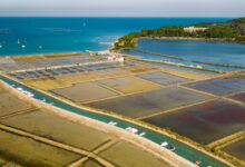 solinarski praznik v piranu tridnevno slavje tradicije in okusov 69ec74a0ed289 1777104032