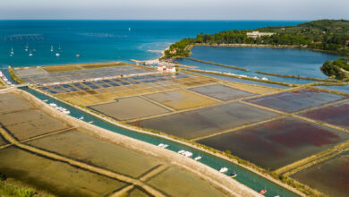 solinarski praznik v piranu tridnevno slavje tradicije in okusov 69ec74a0ed289 1777104032