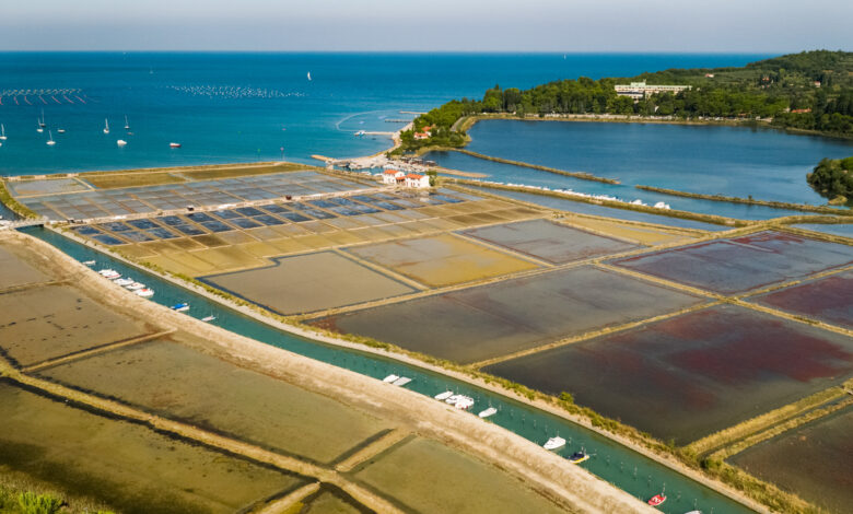 solinarski praznik v piranu tridnevno slavje tradicije in okusov 69ec74a0ed289 1777104032