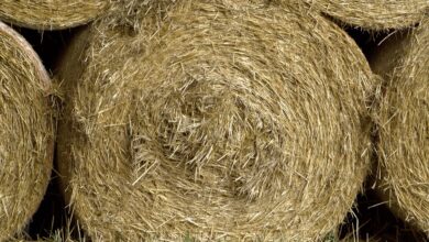 srhljivo odkritje v hocah truplo nasli pod balami slame 69d8a02267d42 1775804450