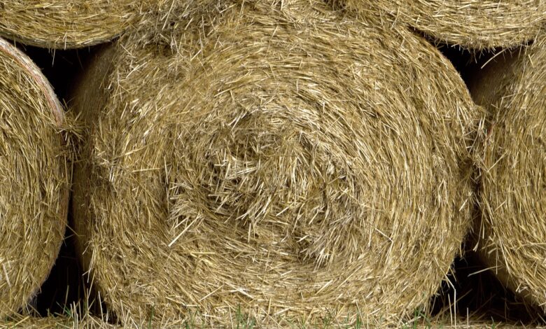 srhljivo odkritje v hocah truplo nasli pod balami slame 69d8a02267d42 1775804450