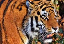 tiger v cirkusu preskocil ograjo preiskava krsitev varnosti 69e9d18b42f15 1776931211