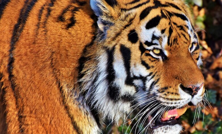 tiger v cirkusu preskocil ograjo preiskava krsitev varnosti 69e9d18b42f15 1776931211