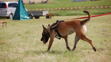 tragicen konec iskalne akcije pogresana oseba najdena mrtva v kolpi 69dcb0aa9208e 1776070826