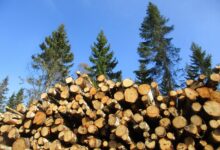 tragicna nesreca pri secnji v gozdu pretresla lokve 69f38a99a104a 1777568409