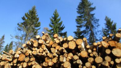 tragicna nesreca pri secnji v gozdu pretresla lokve 69f38a99a104a 1777568409