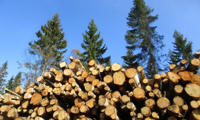 tragicna nesreca pri secnji v gozdu pretresla lokve 69f38a99a104a 1777568409