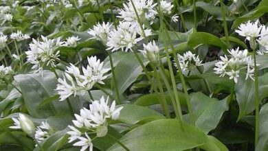 tragicna zamenjava cemaza z jesenskim podleskom terjala dve zivljenji 69cd08e4ae98d 1775044836