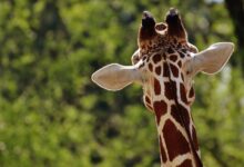 vlomilci pri ljubljanskem zivalskem vrtu hitra akcija policije 69ef097b190bc 1777273211