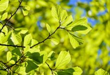 zakaj je figovo drevo nevarno blizu vasega doma 69d3e69b21a79 1775494811