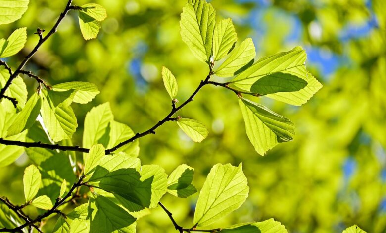 zakaj je figovo drevo nevarno blizu vasega doma 69d3e69b21a79 1775494811