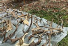 zoo ljubljana in muzej zdruzujeta moci za ohranjanje narave 69e74aafaad93 1776765615