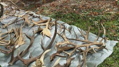 zoo ljubljana in muzej zdruzujeta moci za ohranjanje narave 69e74aafaad93 1776765615