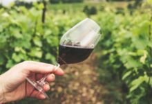 25 let vinogradniskega drustva pisece novi korenini trte z lenta 69f754fe884a8 1777816830