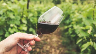 25 let vinogradniskega drustva pisece novi korenini trte z lenta 69f754fe884a8 1777816830