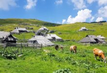 fekalije z velike planine ogrozajo pitno vodo kamnika 6a0ed7b4e5ced 1779357620