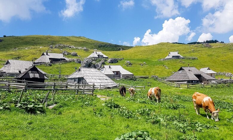 Fekalije z Velike planine ogrožajo pitno vodo Kamnika 1 fekalije z velike planine ogrozajo pitno vodo kamnika 6a0ed7b4e5ced 1779357620