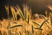 grain