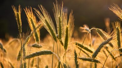 grain