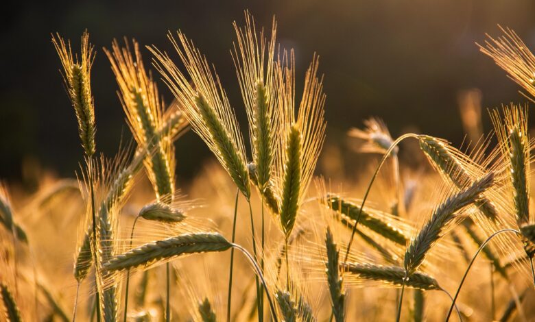 grain