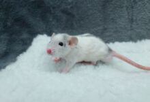 hantavirus na krizarki med evakuiranimi vec okuzenih potnikov foto 6a01a8baf1df4 1778493626