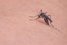 malarija prvic po 30 letih terja zivljenje v sloveniji 6a034e96165aa 1778601622